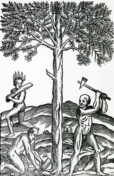 Taglio degli alberi, illustrazione da Singularities of France Antarctique, di Andre de Thevet, 1558 da French School